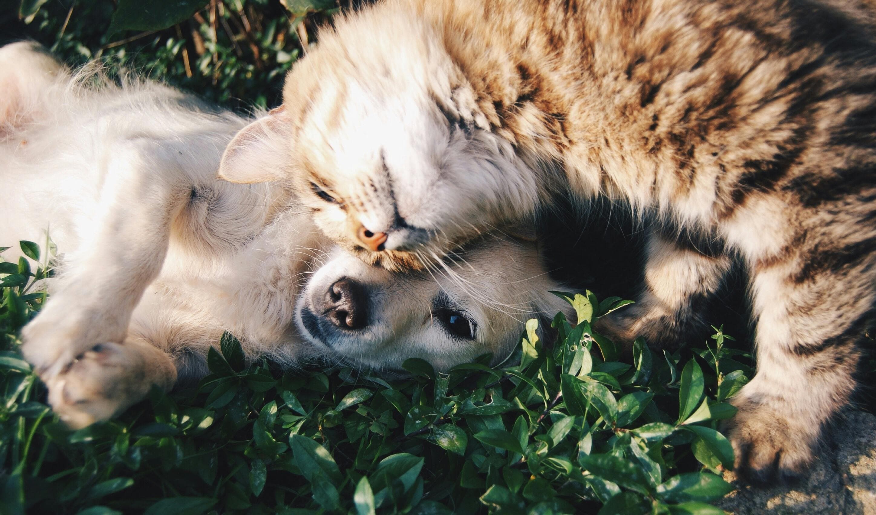 A heartwarming moment of a cat cuddling a dog on green grass outdoors