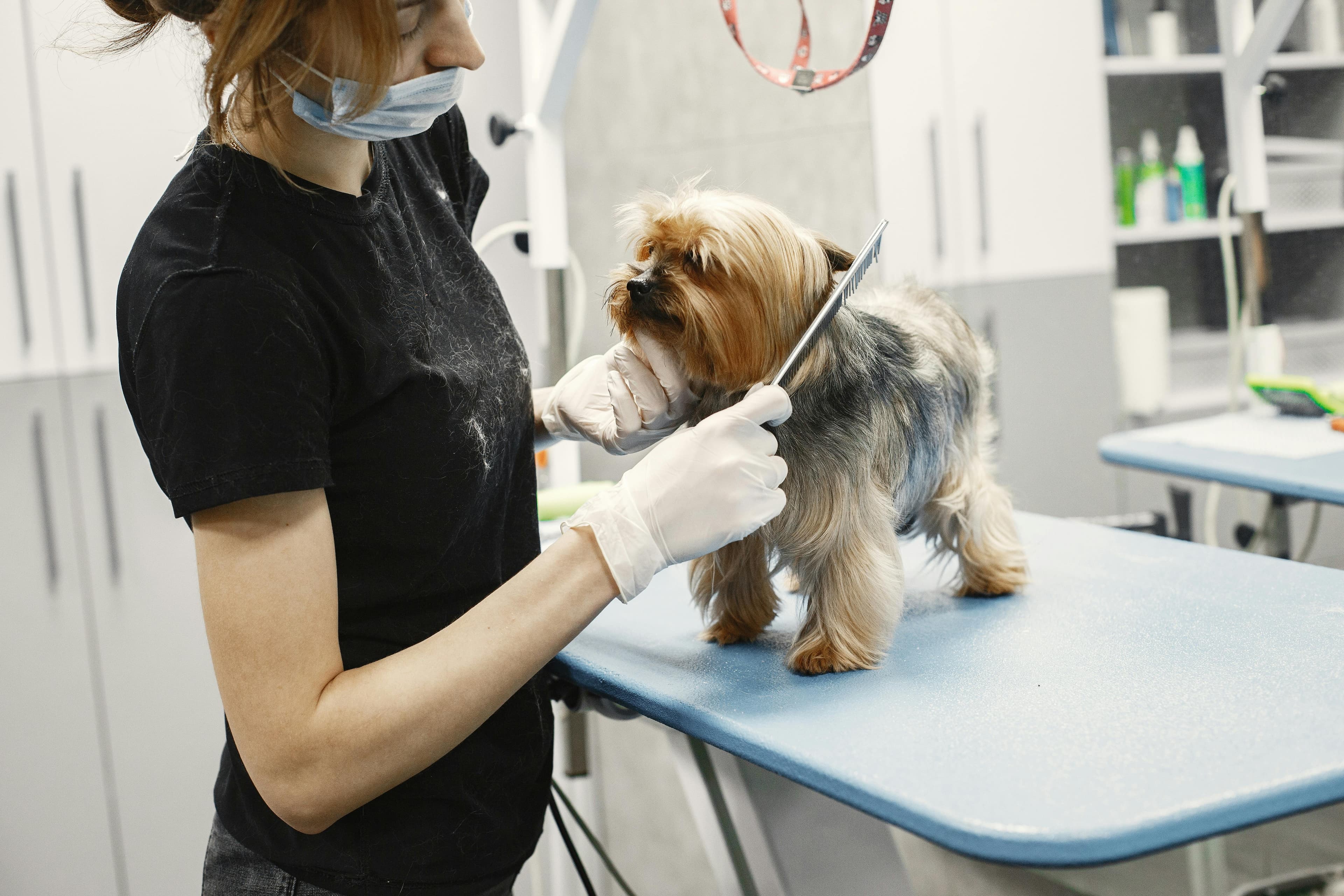 A groomer trims a small dog's fur at a modern pet salon