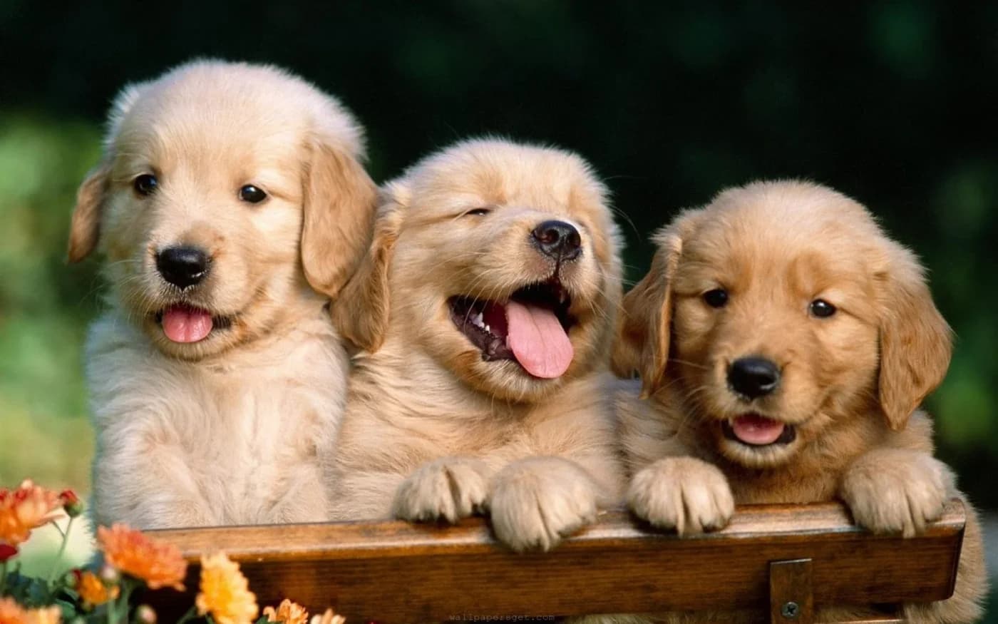 Happy Pet Services